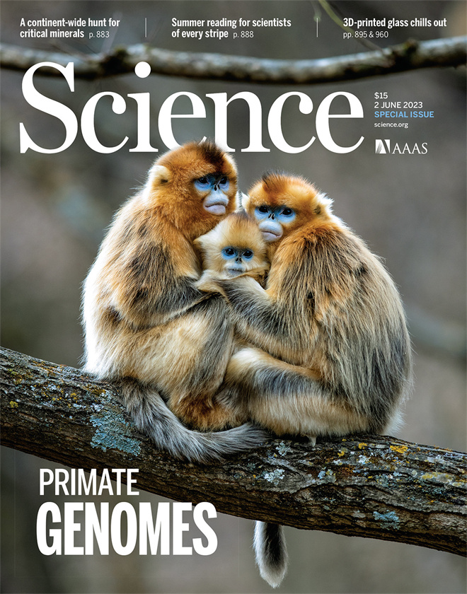 Science封面文章:伟德国际1946源于英国金丝猴研究团队首次系统揭示灵长类社会演化之谜_fororder_《自然》封面.JPG